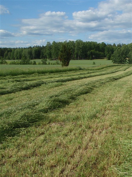 hö-strängar 2011.JPG